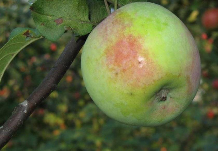 Сорт яблок феникс фото и описание