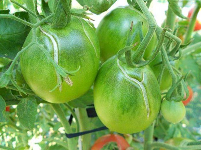 Почему трескаются помидоры при созревании в теплице: выявляем причину и эффективно боремся с ней