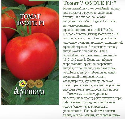 ✅ томат ашкелон — описание сорта, фото, урожайность и отзывы садоводов - cvetochki-penza.ru