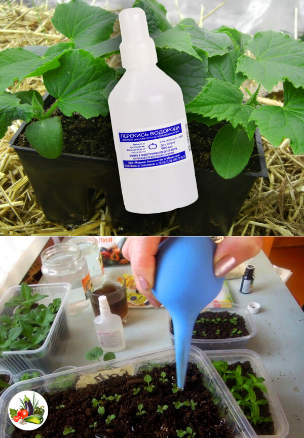 Перекись водорода для рассады помидоров – подкормка в домашних условиях, применение, отзывы