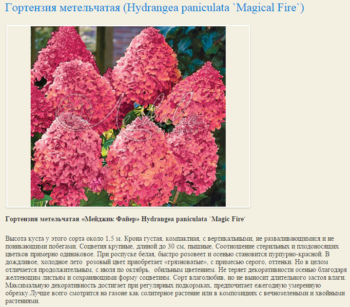 Петит флори гортензия метельчатая фото и описание