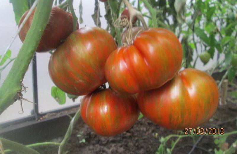 Томат большой полосатый кабан: характеристика и описание, отзывы, фото, урожайность сорта