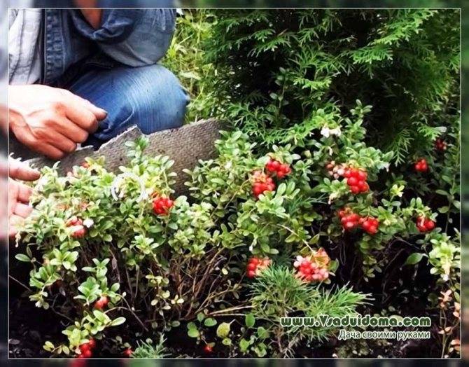 Брусника – лесные витамины на грядке - сад 6 соток