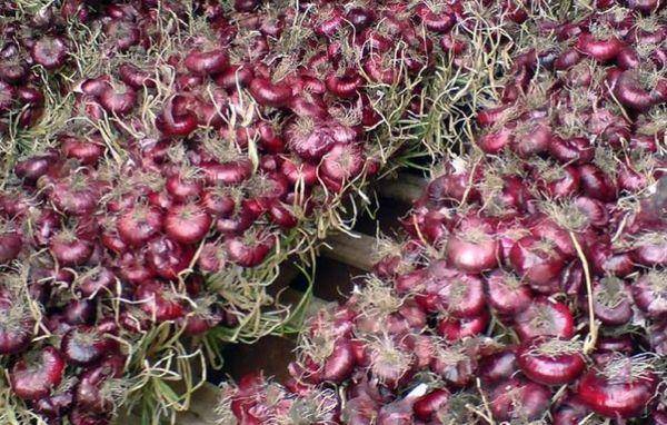 Как выращивать ялтинский лук: когда сажать этот крымский красный сорт в черноземье, средней полосе, подмосковье, как сеять семена на рассаду и уход после посадки