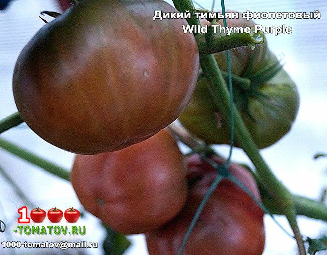 ✅ томат чероки фиолетовое сердце - питомник46.рф