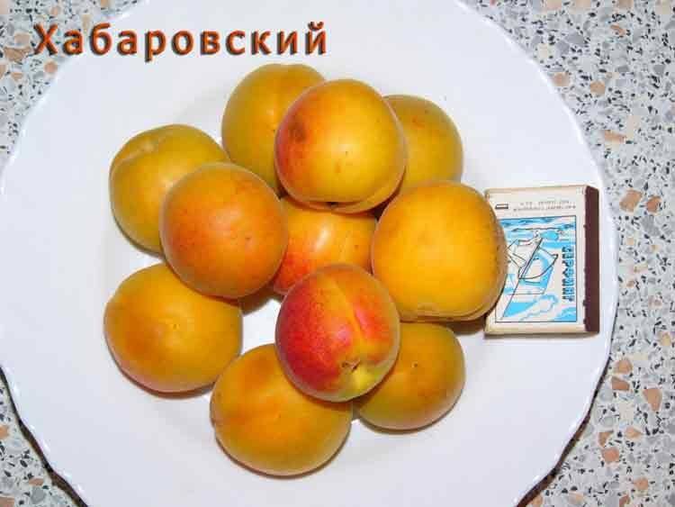Абрикос хабаровский - осень - абрикос - плодовые
