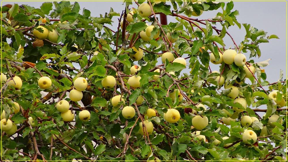 Яблоня персиянка: особенности сорта и ухода