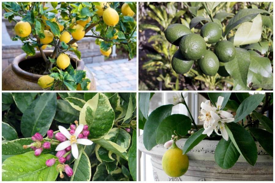 Когда лимон начинает плодоносить, как заставить лимон цвести и плодоносить, сколько зреет лимон в домашних условиях