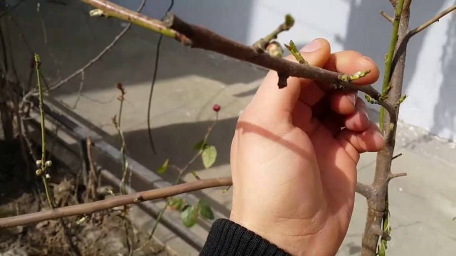 Выращивание абрикоса из косточки и сроки плодоношения: фото + видео