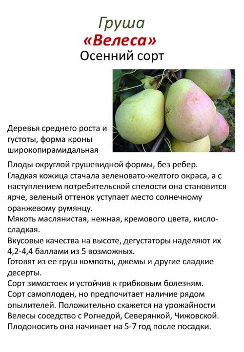 ✅ груша нарядная ефимова — описание сорта, фото, отзывы садоводов - cvetochki-penza.ru