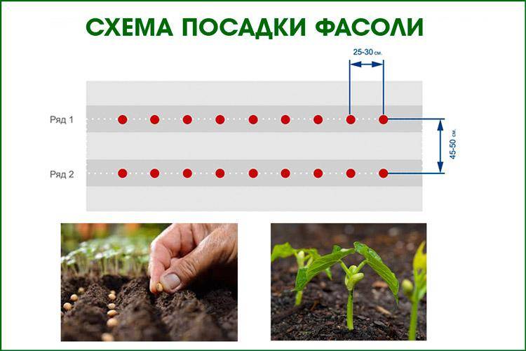 Как посадить фасоль в открытый грунт: пошаговое руководство