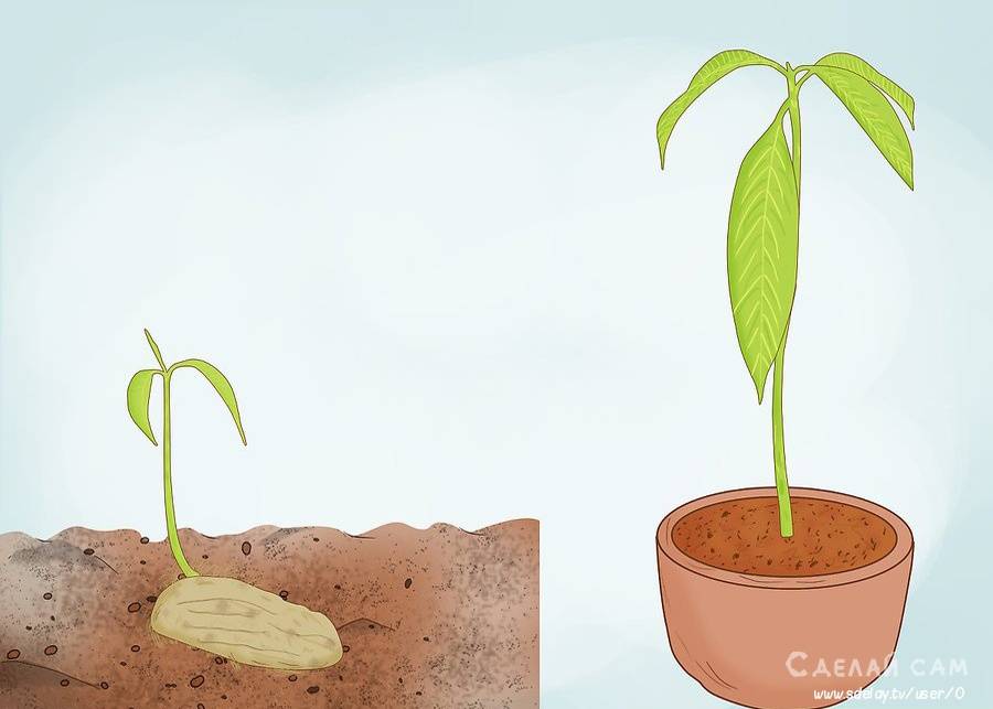 Как вырастить манго из косточки: как прорастить семечко в домашних условиях, правила посадки и выращивания, фото и видео