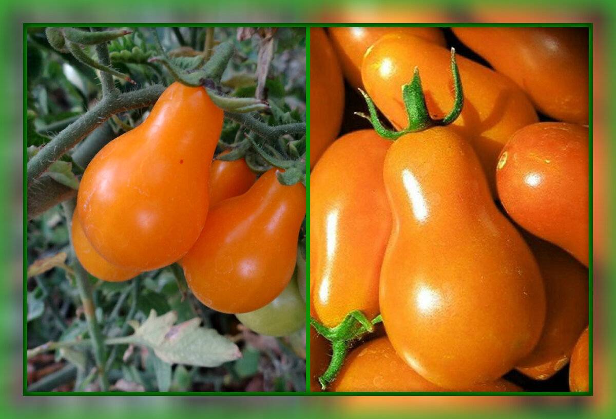 Лучшие индетерминантные сорта томатов для россии