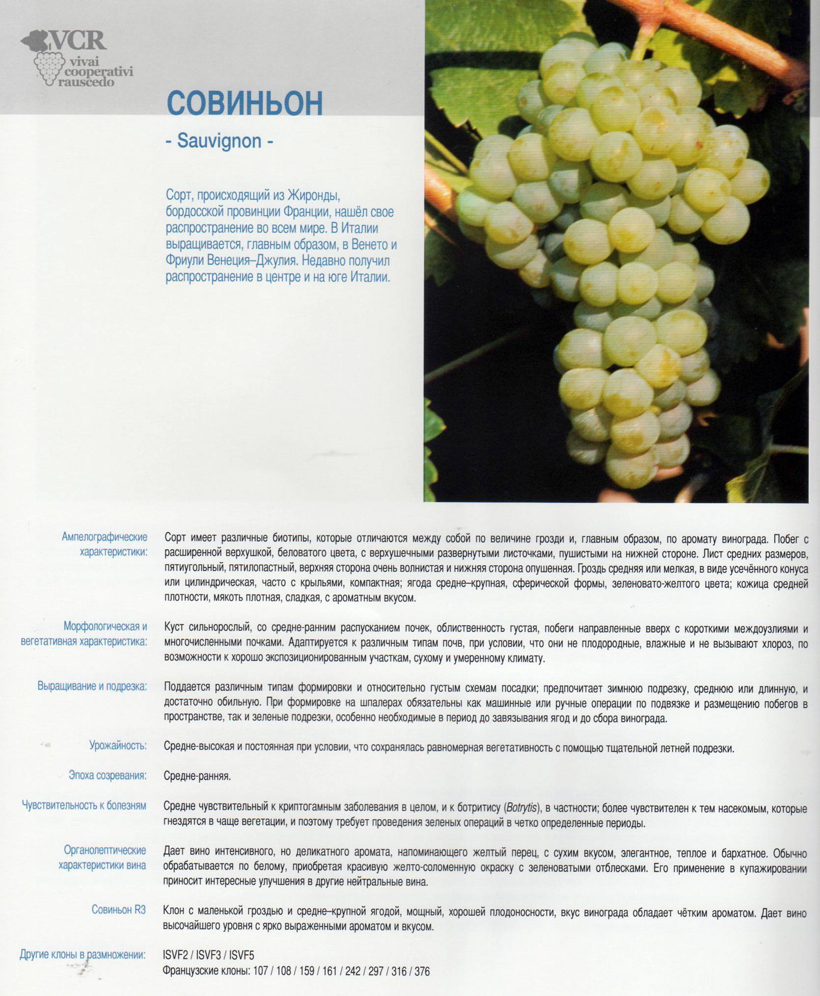 Сорт винограда шардоне | wine expertise