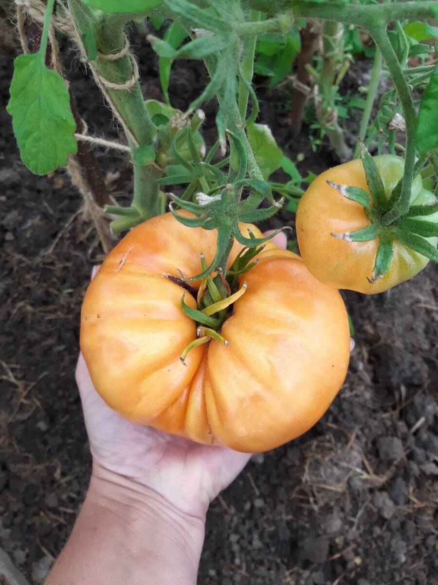 Устойчивый к жаре и засухам — томат бизон оранжевый: описание и характеристики сорта