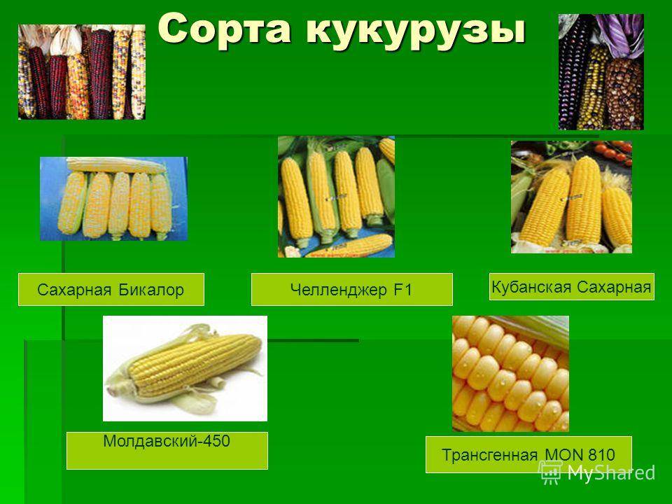 Кукуруза красная: характеристика и описание сортов с фото