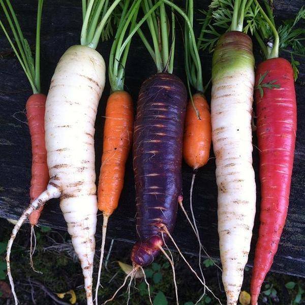 Морковь фиолетовая: состав, калорийность, польза, рецепты