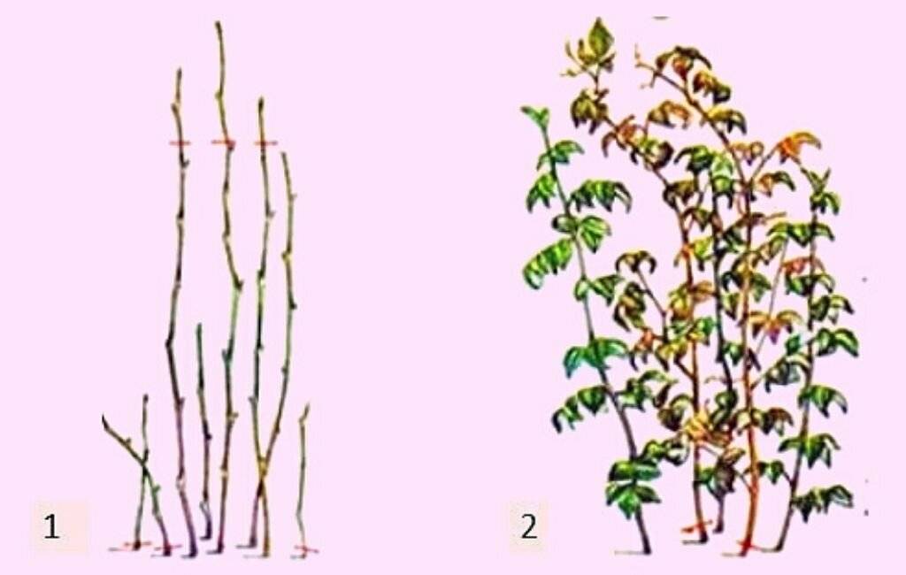 Кустовая малина: фото с описанием сорта, как ухаживать за растением после посадки, способы размножения и дальнейшего ухода за саженцами
