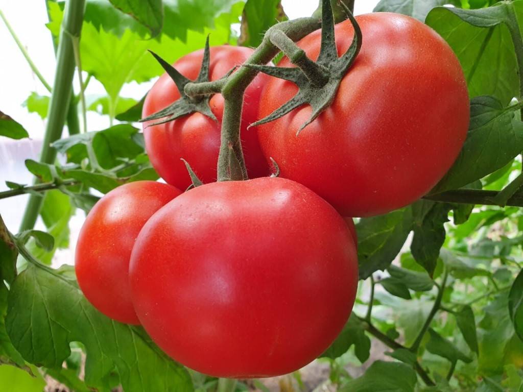 Семена лучших сортов томатов для ростовской области
