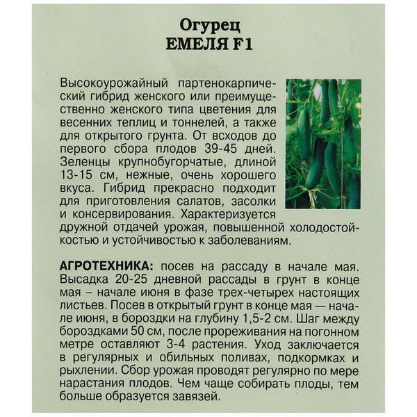 Огурец емеля f1: описание сорта, фото, отзывы садоводов, посадка и уход, выращивание