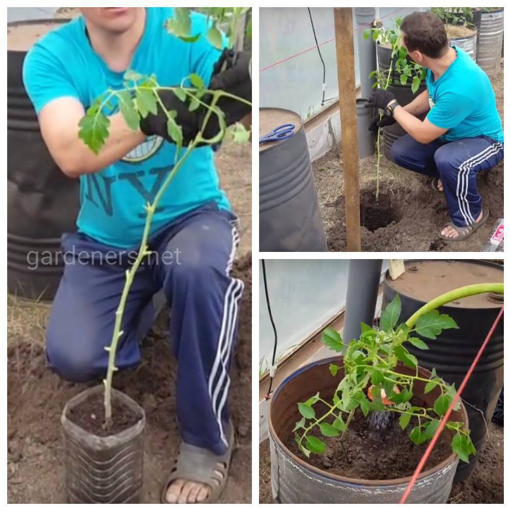 Способ выращивания томат в бочке, правила ухода