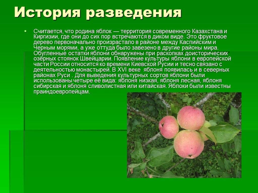 Яблоня спартак: описание, фото, отзывы | tele4n.net