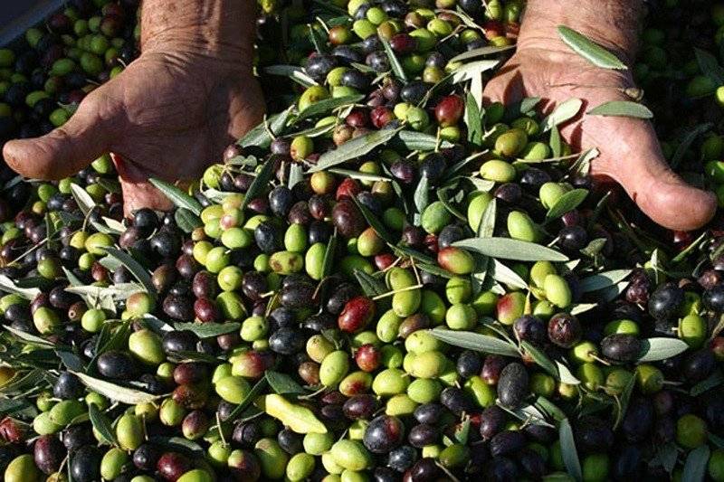 Как выбрать оливковое масло – семь главных правил и советы хозяйкам