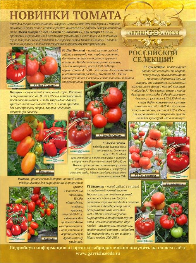 Томат «юсуповский» — особенности выращивания южного сорта