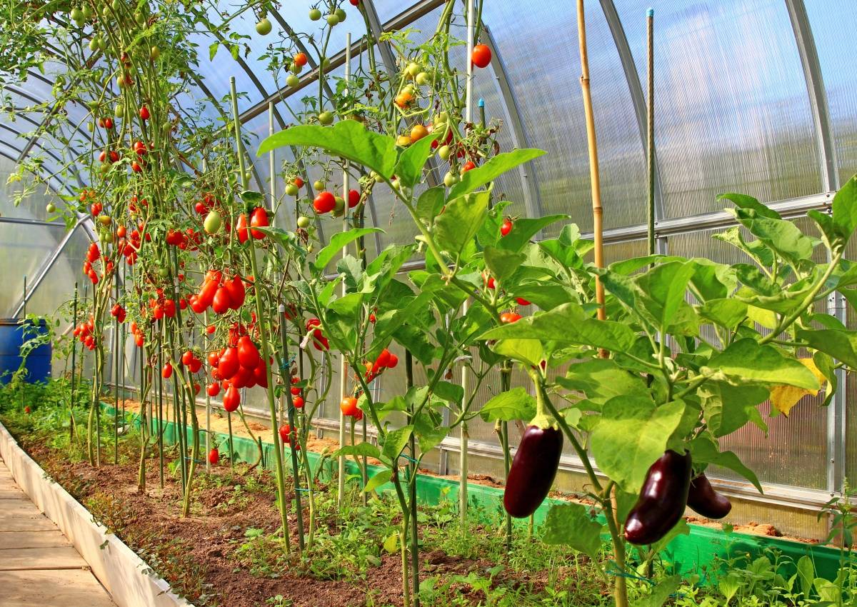 Где лучше посадить баклажаны? в теплице с огурцами или томатами? / асиенда.ру