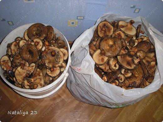 Свинушки грибы соленые или маринованные как готовить. маринованные свинушки: рецепты заготовок на зиму