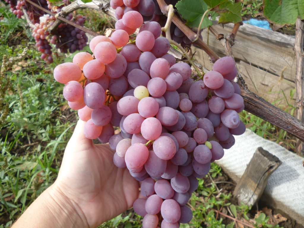 Виноград «тайфи» — вкусный сорт с историей