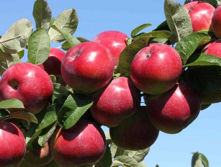 Яблоня серебряное копытце: описание сорта, преимущества, химический состав плодов, сроки и правила посадки, агротехника, условия хранения урожая