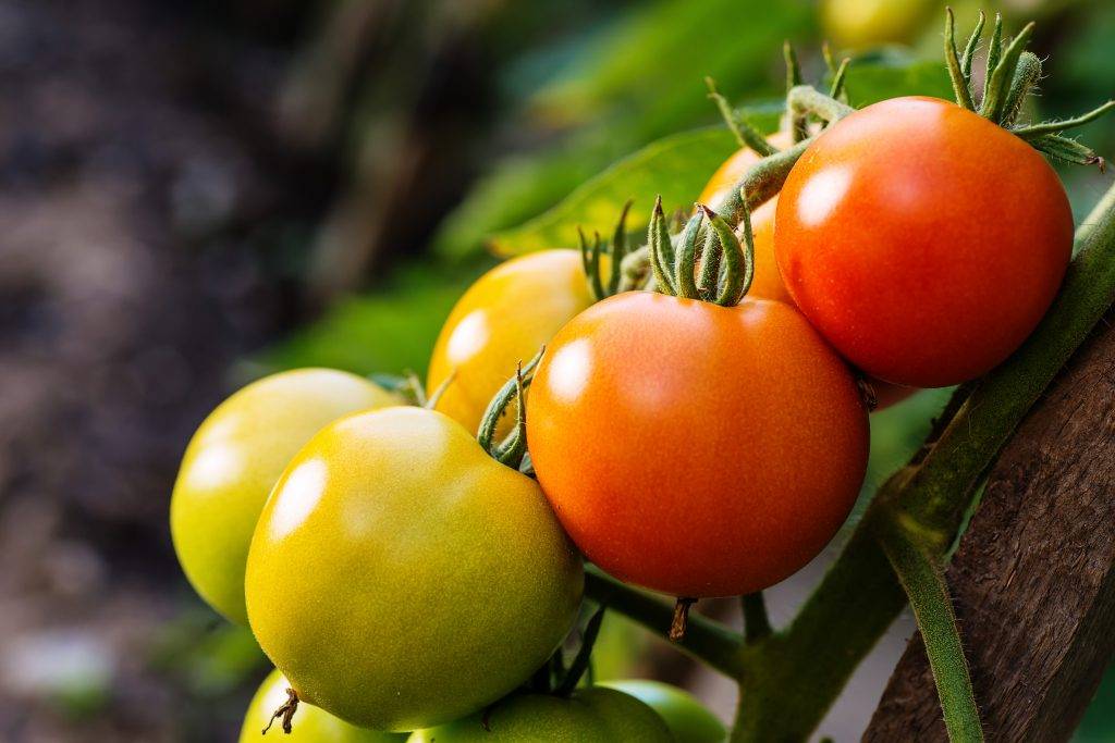 Томат ямал: отзывы тех кто сажал и выращивал помидоры об их урожайности, видео и фото куста в высоту, характеристика и описание сорта семян сибирский сад