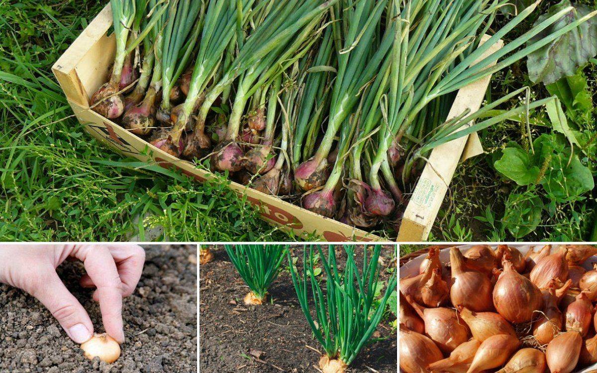 ✅ лук репчатый: выращивание и уход в открытом грунте, сбор и хранение урожая, как вырастить хороший лук