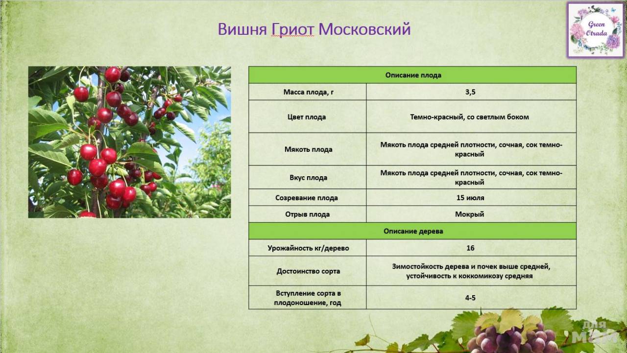 Характеристики и описание вишни сорта Гриот Московский, посадка и уход