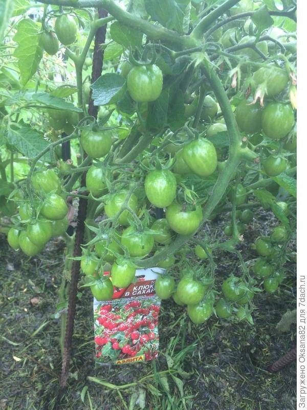 Описание и особенности выращивания томата клюква в сахаре