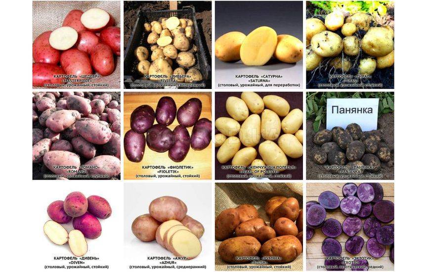 Сорта белорусского картофеля: преимущества, характеристика, фото. тонкости посадки белорусских сортов картофеля