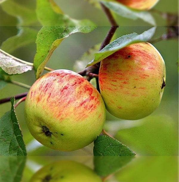 Яблоня коробовка: описание и характеристики сорта, посадка, выращивание и уход, фото