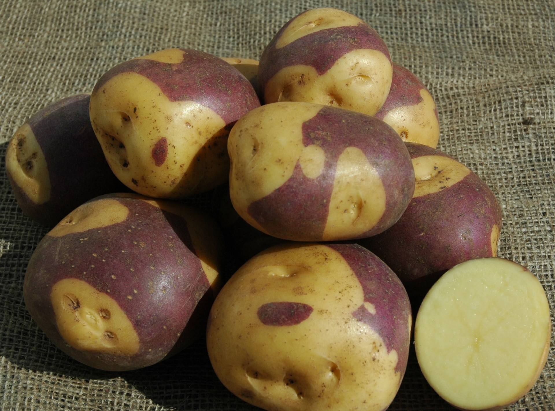 Описание и характеристика сортов фиолетовой или синей картошки, полезные свойства