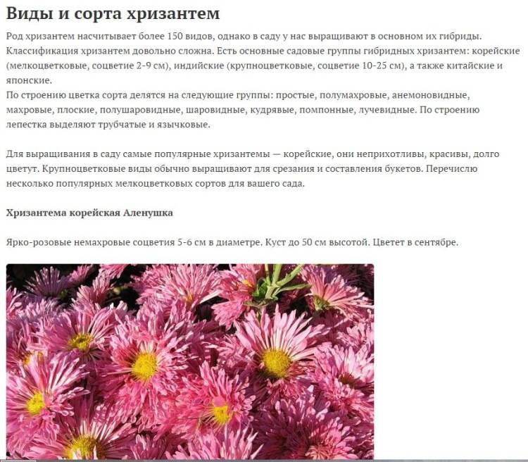 Хризантема домашняя: описание, уход, выращивание | (40 фото)