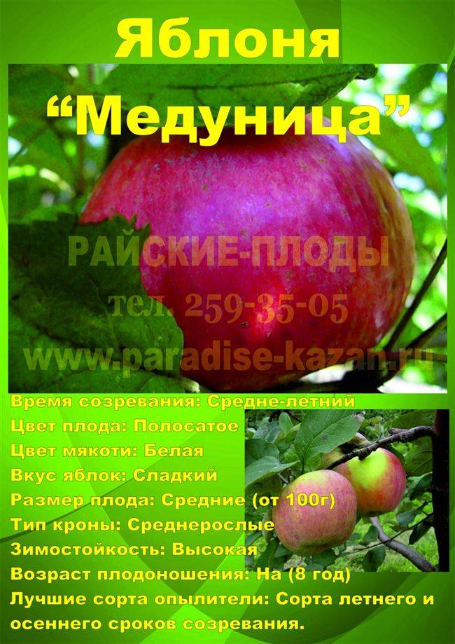 Яблоня медуница - описание сорта, уход и посадка, отзывы