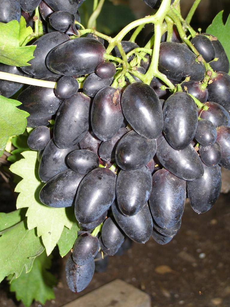 Виноград надежда азос - описание, условия произрастания, особенности и урожайность сорта