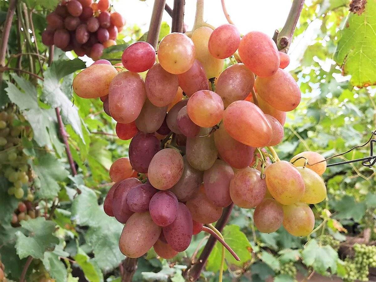 Сорт винограда юбилей новочеркасска: описание,отзывы,фото,видео