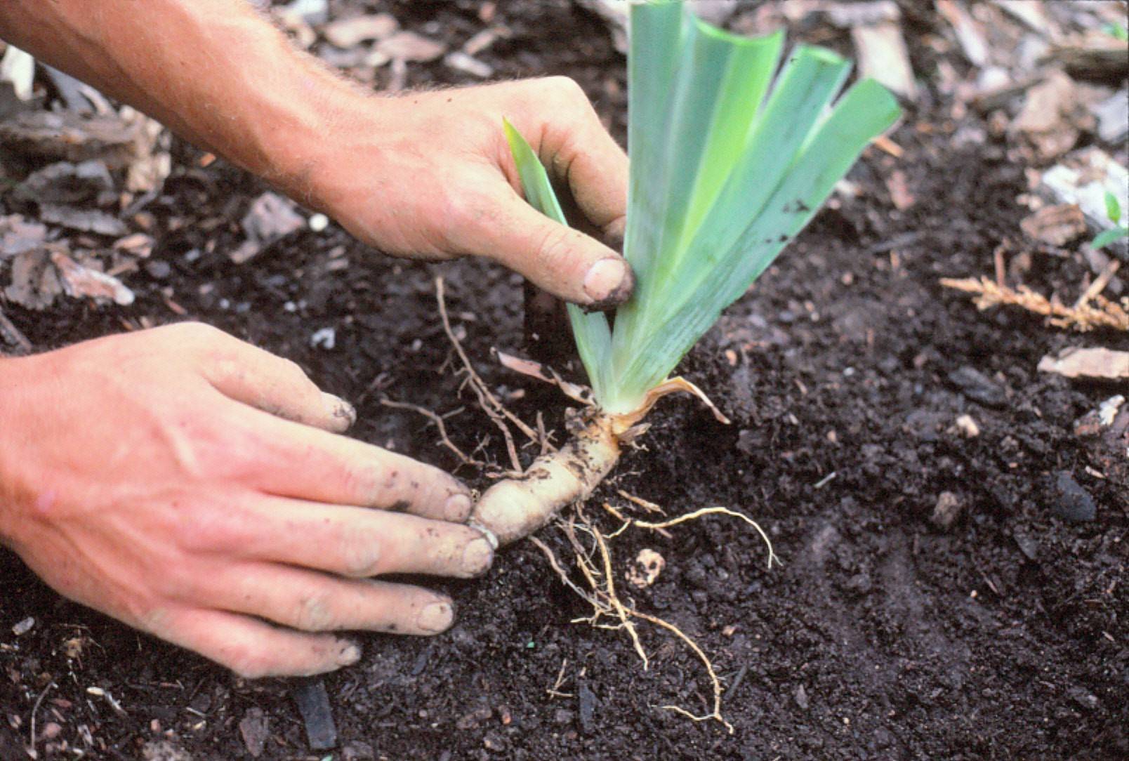 Как вырастить любисток из семян: сорта и посадка, правила ухода, сбор урожая