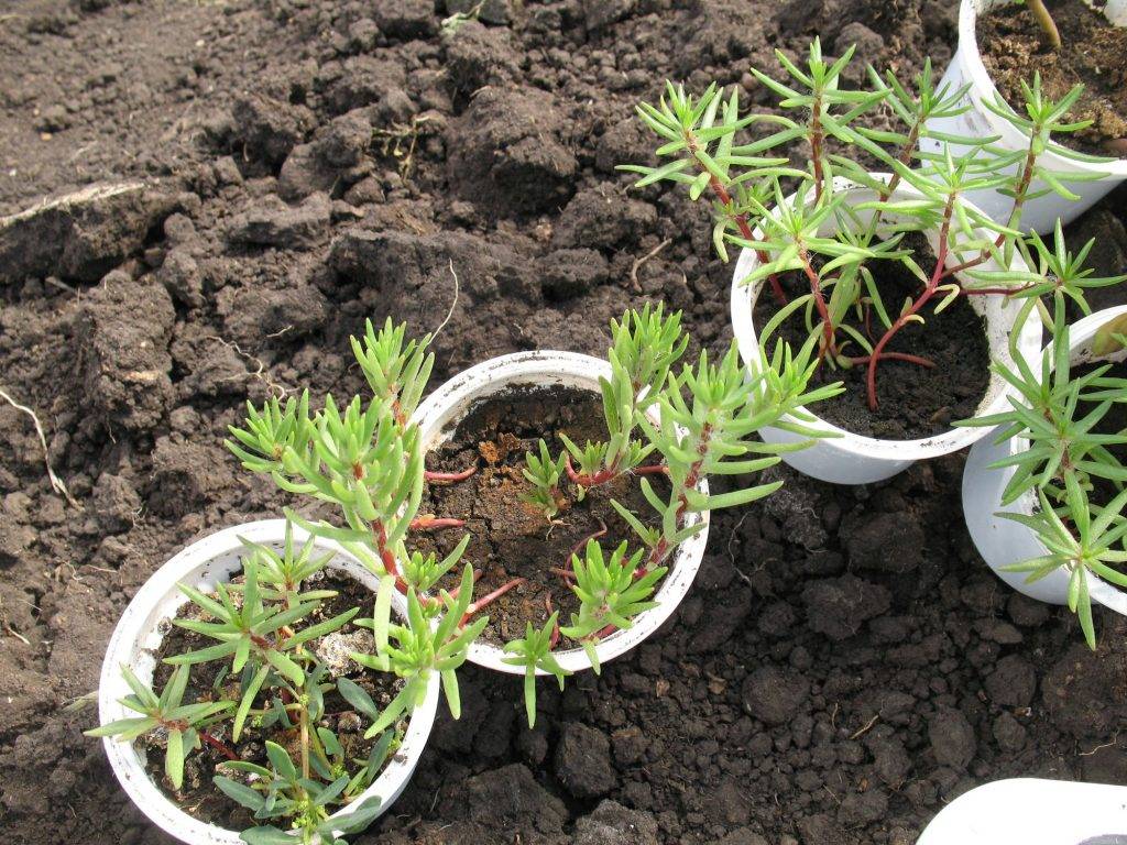 Тархун: выращивание и уход в открытом грунте, посадка семян, обрезка на зиму, как размножать