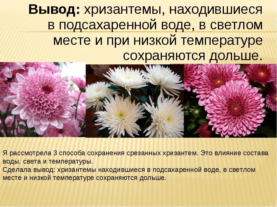 Чем и когда подкормить хризантему для роста и цветения