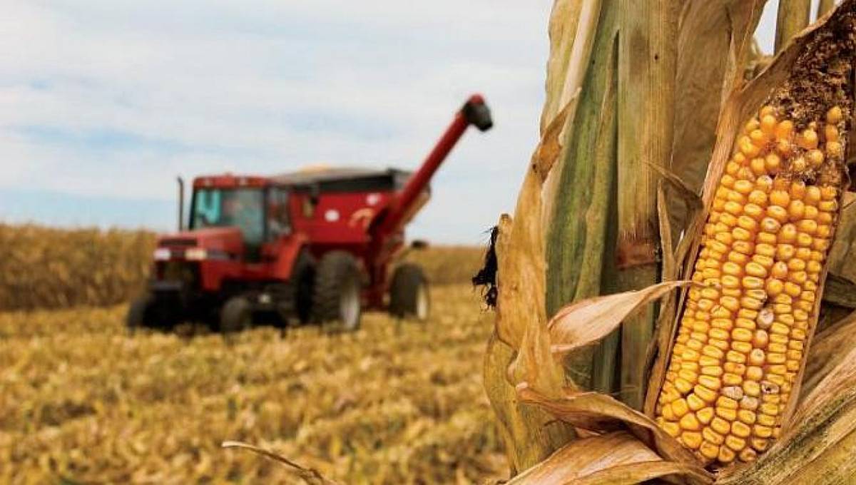 Интересно и познавательно: сведения о созревании кукурузы