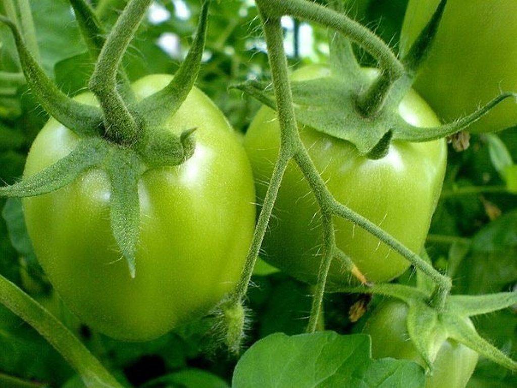 Болезни помидоров: фото и их лечение