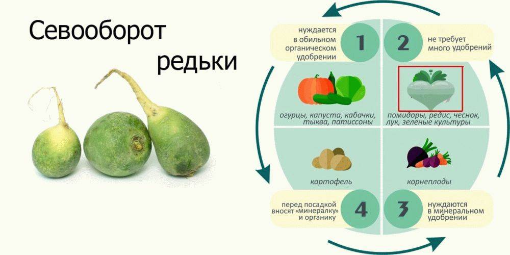 Сайт газеты редька. Редьку схема посева. Редька схема посева посадки. Севооборот редьки. Схема посадки редьки маргеланской.