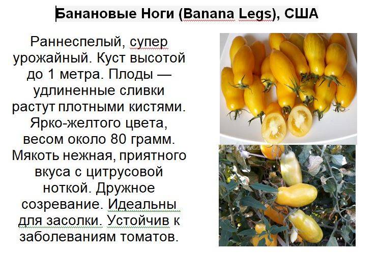Томат банановые ноги: особенности, плюсы и минусы, выращивание и уход